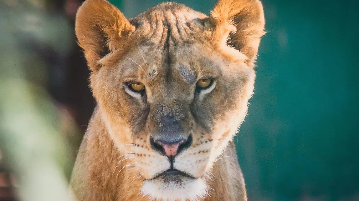 _Ejemplares de León Africano Centro Ecológico - Cecilia Saijas 4